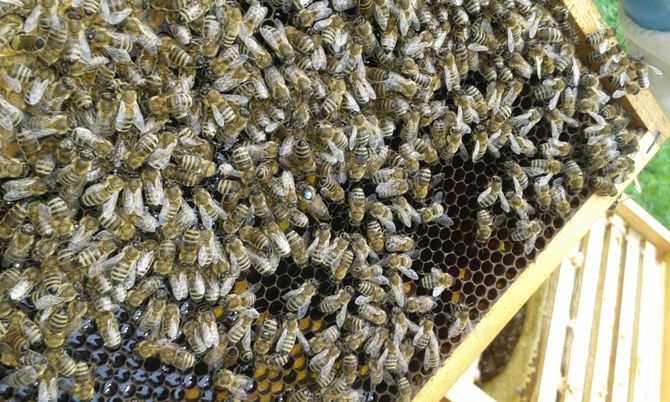 Пчелы мертвые от простатита
