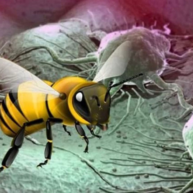 Пчелиный подмор способен подавить рост раковой опухоли