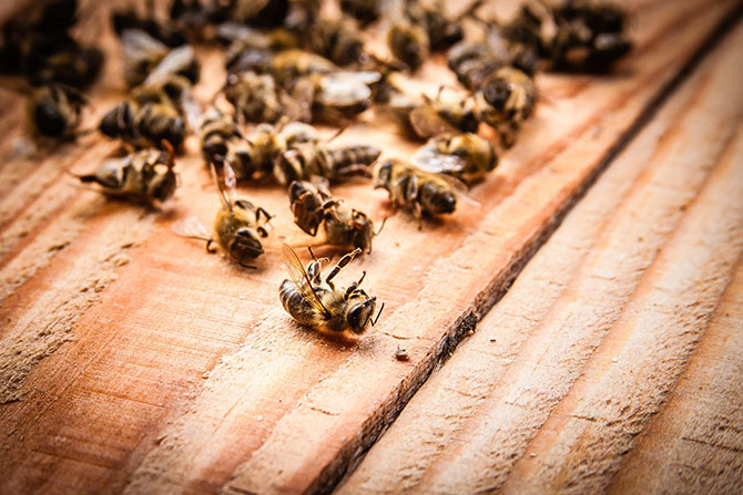 Пчелиный подмор: лечебные свойства, польза, вред и применение