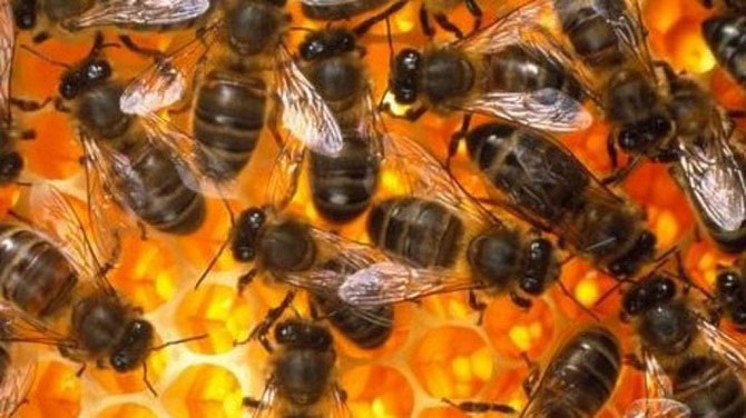 Тельца пчел накапливают самые полезные составляющие улья