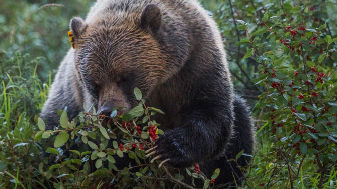 Медведь любит есть ягоды