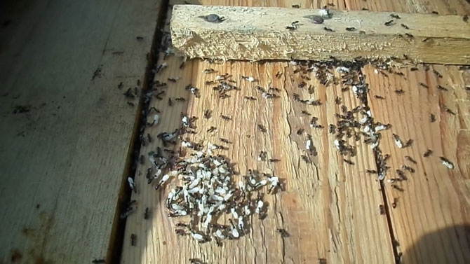 Размножение муравьев в улье